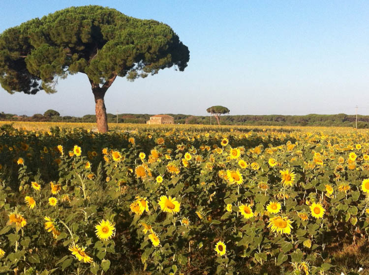 Sunflowers in the countryside